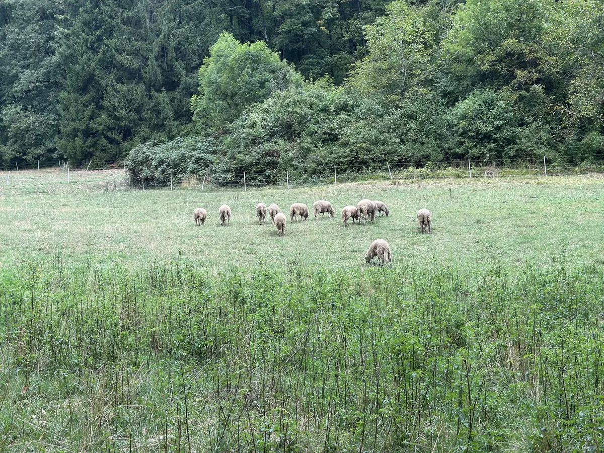 A flock of sheep grazing in a green meadow in front of the forest.